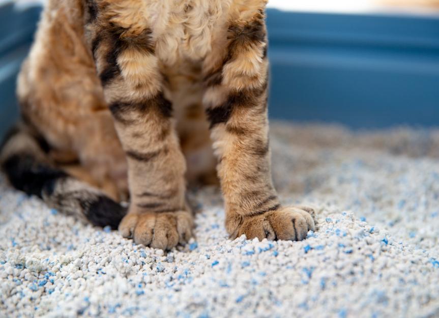 Organically dispose 2025 of cat litter